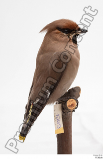 Bohemian waxwing Bombycilla garrulus whole body 0003.jpg